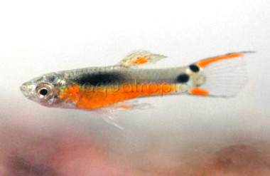Endler's Santa Maria Guppy, Male :: 33054