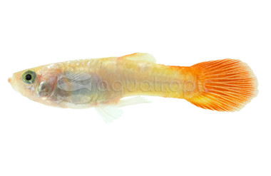 Bourneo Vista Guppy, Male  :: 33061