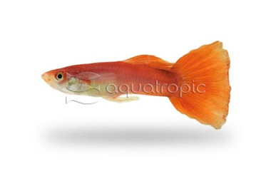 Flame Red Guppy, Male  :: 33062