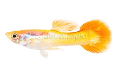 Sunset Guppy, Male  :: 33069