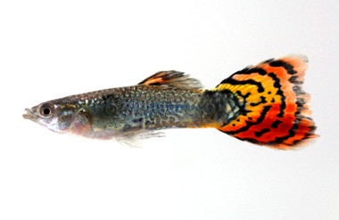 Cobra Tricolor Male :: 33075