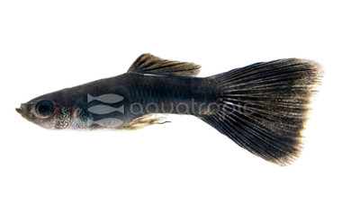 Moscow Black Male Guppy :: 33076