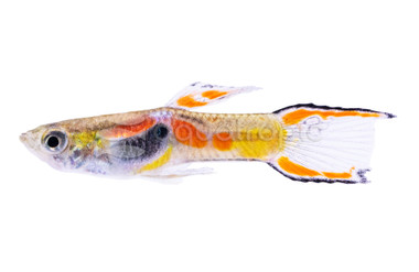 Endler's Calico Guppy, Male :: 33086