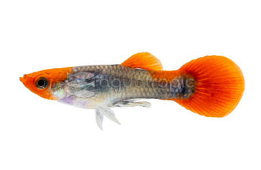 Tux Red Koi Guppy, Male :: 33119