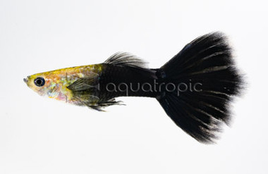 Black Guppy, Male :: 33120
