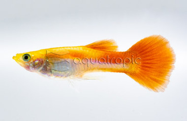 Red Neon Guppy, Male :: 33121