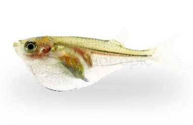 Silver Hatchetfish :: 35000