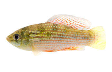 American Flagfish :: 37001