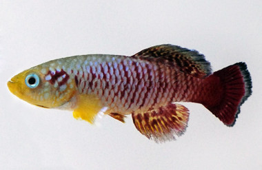 Redtail Guentheri Killifish :: 37005