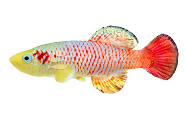 Redtail Guentheri Killifish :: 37005