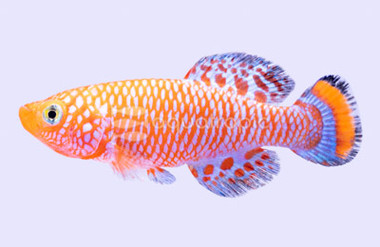 Rachovii Killifish :: 37009