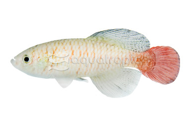 Patrizii Killifish :: 37014