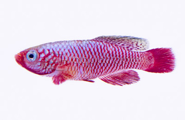 Rubripinnis :: 37016