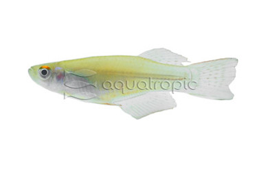 Variable Lampeye :: 37023
