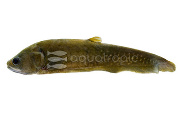 Reticulated/Pom Pom Knifefish :: 38003
