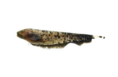Golden Ghost Knifefish :: 38008