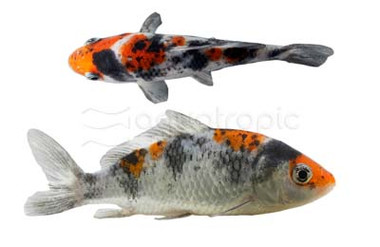 Tri Color Koi :: 39008