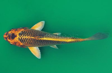 Tora Ogon Koi :: 39018