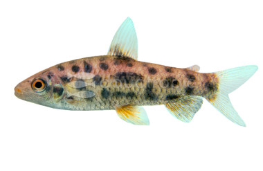 Strawberry Leporinus :: 41004