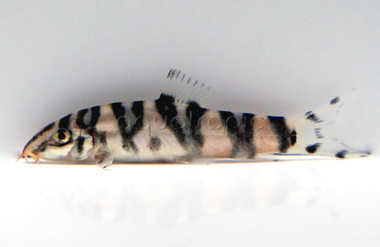 Gangetic Loach :: 43001