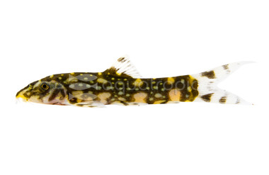 Kubotai Burmese Border Loach :: 43003