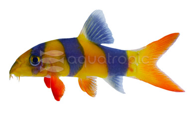 Clown Loach :: 43004