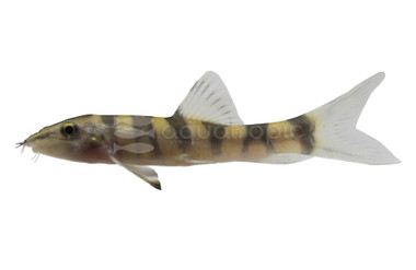 Kansu Loach :: 43005