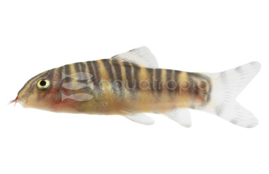 Zebra Loach :: 43007