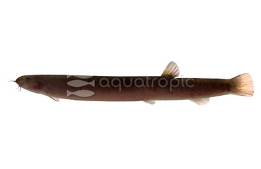 Black Kuhli Loach :: 43031