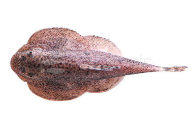 Butterfly Hillstream Loach :: 43103