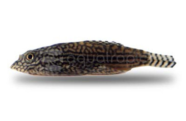 Reticulated Hillstream Loach :: 43108