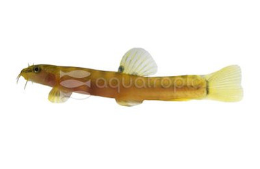 Spotback Mountain Loach :: 43110