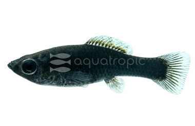 Black Molly :: 47003