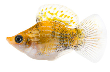 Mixed Balloon Body Molly :: 47004