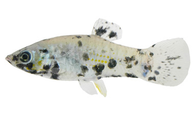 Marble Molly :: 47015