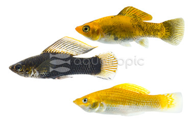 Mixed Sailfin Molly :: 47018