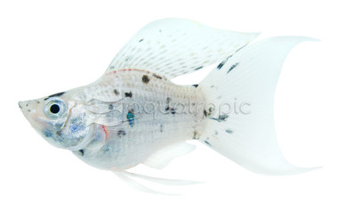 Asst. Lyretail Balloon Molly :: 47023