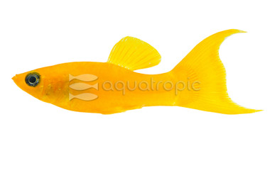 Tangerine Lyretail Molly :: 47029