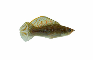 Copper Sailfin Molly, Male :: 47041