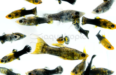 Assorted Livebearer Feeder :: 48300