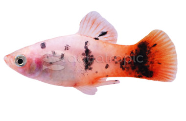 Dalmatian Redtail Platy :: 57024