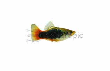 Coral Blue Tuxedo Platy :: 57033