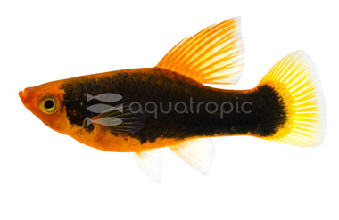 Hifin Neon Black Platy :: 57202