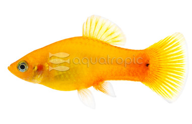 Neon Gold Platy :: 57203