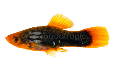 Redtail Black Platy :: 57204