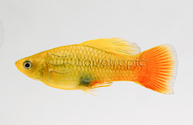 Hifin Sunset Platy :: 57207