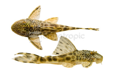 Yellow Spotted Para Plecostomus L-075 :: 58014