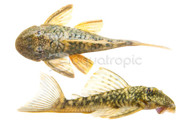 Orange Seam Plecostomus L-106 :: 58043