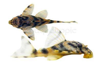 Emperor/False Vittata Plecostomus L-204 :: 58050