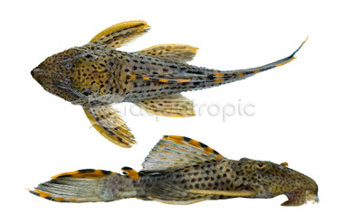 Redfin Plecostomus L-091 :: 58062